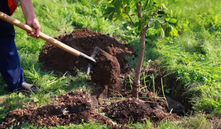 León regala árboles para reforestar la ciudad: así puedes obtener uno gratis