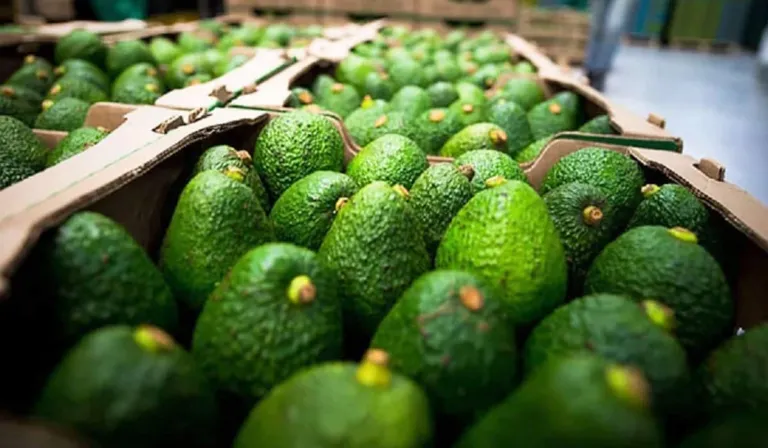 El aguacate mexicano conquista el Super Bowl: récord histórico rumbo a Estados Unidos