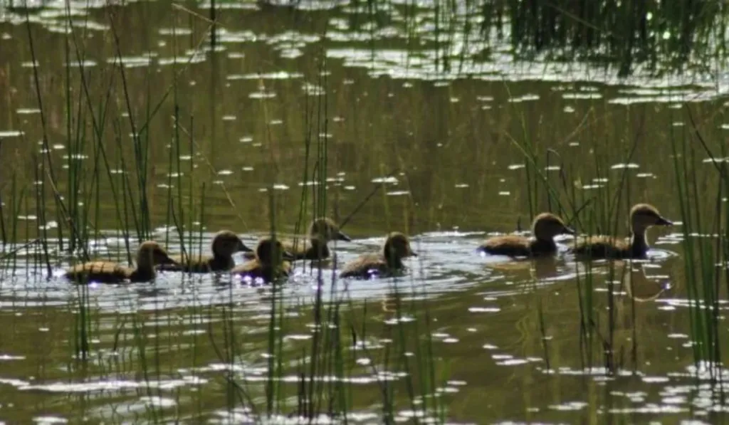 Parque Bosque Natura: el refugio verde casi escondido en León que sorprende por su biodiversidad