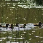 Parque Bosque Natura: el refugio verde casi escondido en León que sorprende por su biodiversidad