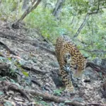 ¡Histórico! Captan por primera vez a un jaguar en Guanajuato