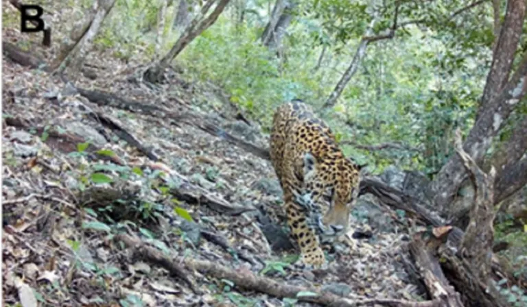 ¡Histórico! Captan por primera vez a un jaguar en Guanajuato