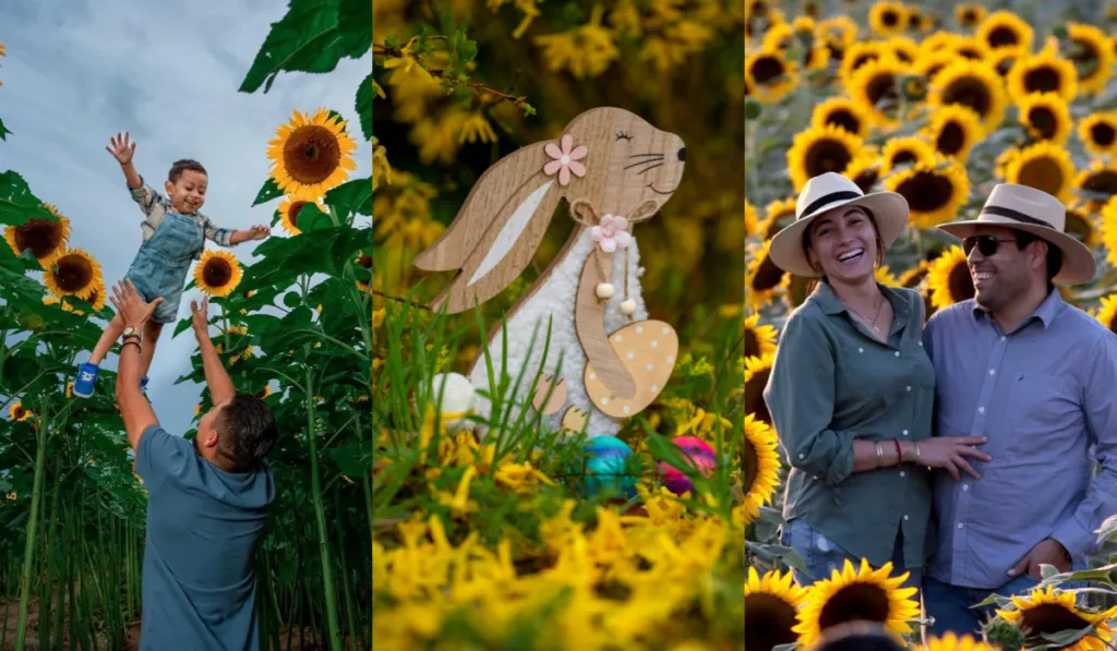 Pascua entre girasoles: el plan familiar que todos quieren cerca de Guadalajara
