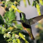 Un oasis para colibríes en el semidesierto: el jardín de Jardín de los Colibríes