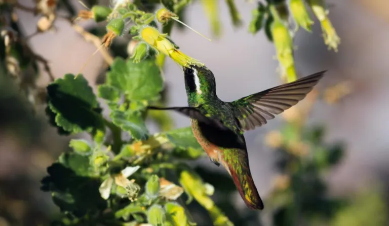 Un oasis para colibríes en el semidesierto: el jardín de Jardín de los Colibríes