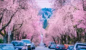 ¿Cerezos como en Japón? Esta ciudad a 6 horas de CDMX se pinta de rosa cada primavera
