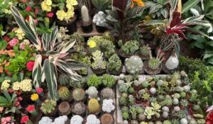 La Eterna Primavera regresa a León con plantas, arte y consejos para crear tu propio oasis urbano