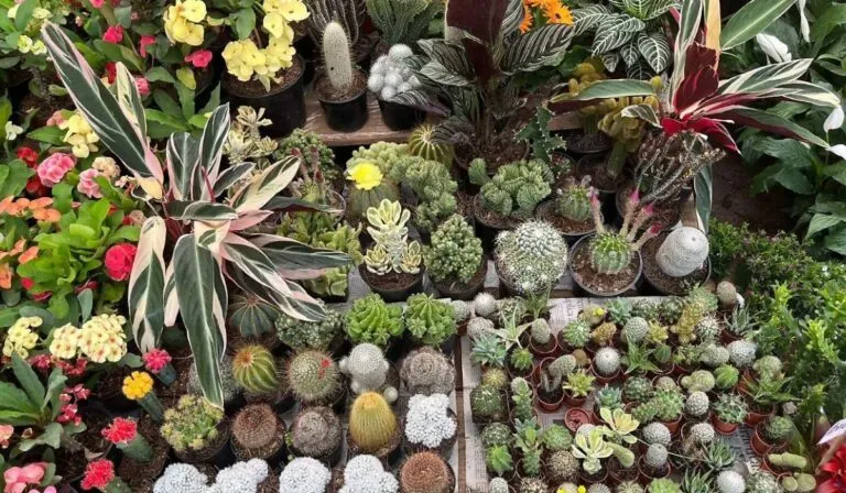 La Eterna Primavera regresa a León con plantas, arte y consejos para crear tu propio oasis urbano