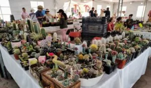 Festival de Flores y Cactáceas en Semana Santa en Axapusco
