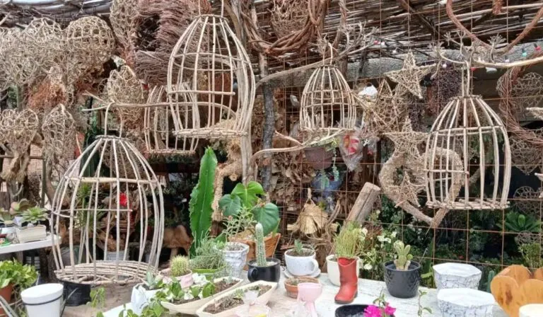 La Sauceda convierte el bejuco en arte sustentable y orgullo artesanal de Guanajuato