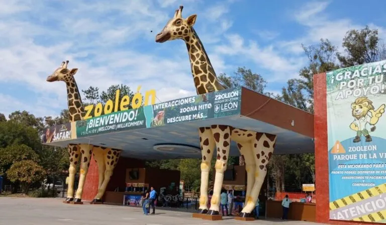 Zoológico de León vuelve a abrir: así se preparó tras la clausura de PROFEPA