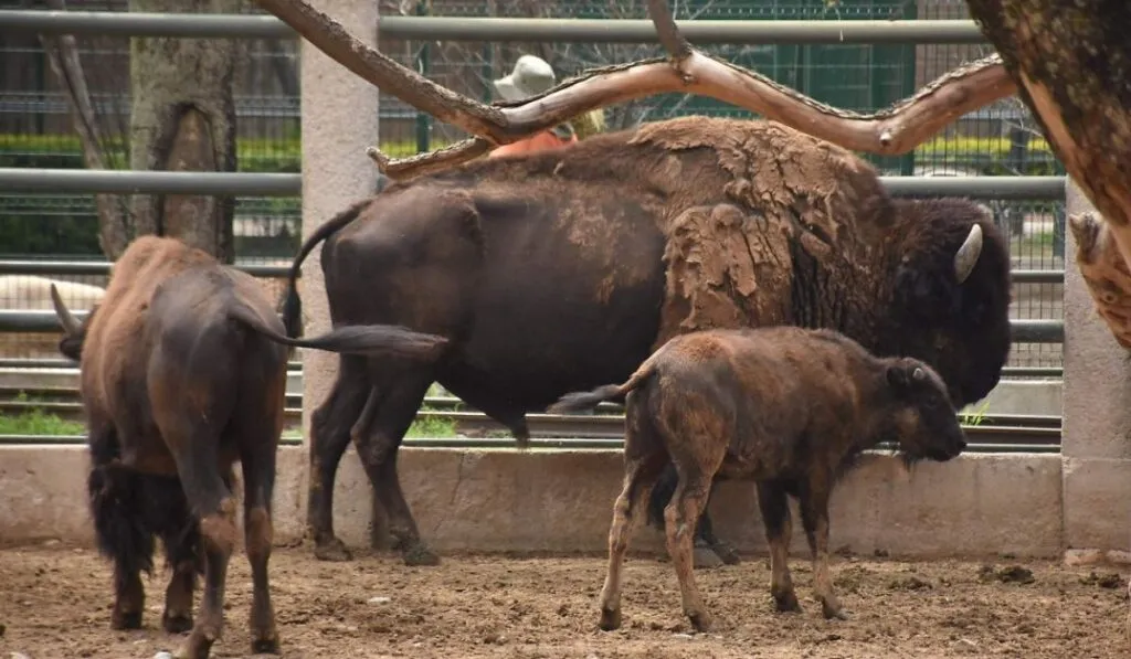 Bisonte americano sorprende: nace nueva cría en el Zoológico de Irapuato