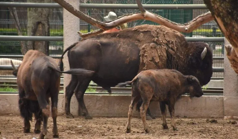 Bisonte americano sorprende: nace nueva cría en el Zoológico de Irapuato