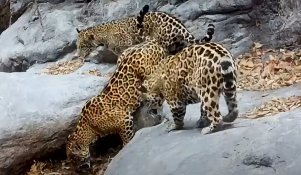 Jaguar sorprende en Guanajuato: captan madre con dos crías en la Sierra Gorda