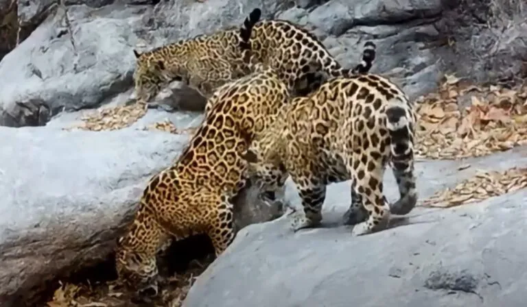 Jaguar sorprende en Guanajuato: captan madre con dos crías en la Sierra Gorda
