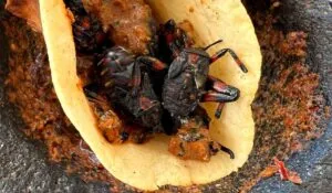 Taquitos de chinches en Guanajuato: el peculiar manjar tradicional que conquista paladares