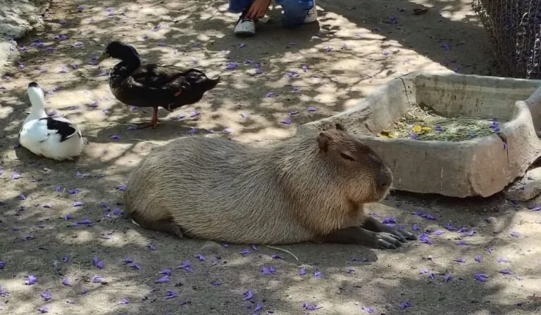 Zoológico de León vende y dona animales por sobrepoblación; Profepa mantiene vigilancia