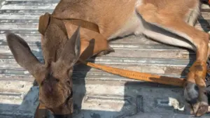 Venado rescatado en Guanajuato regresa a su hábitat natural tras una intervención de especialistas.