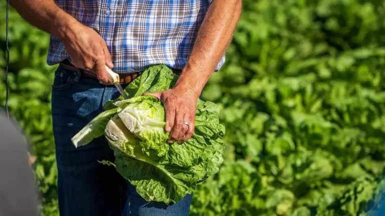 lechugas producidas en guanajuato