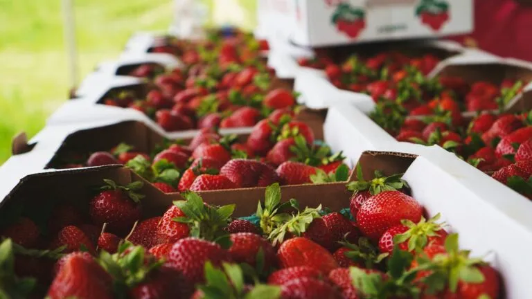 Guanajuato impulsa agenda agroalimentaria para proteger productores y reforzar la competitividad del campo mexicano