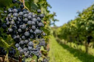 Viñedos en Guanajuato con recorridos, catas y gastronomía para disfrutar una escapada durante las vacaciones de verano.