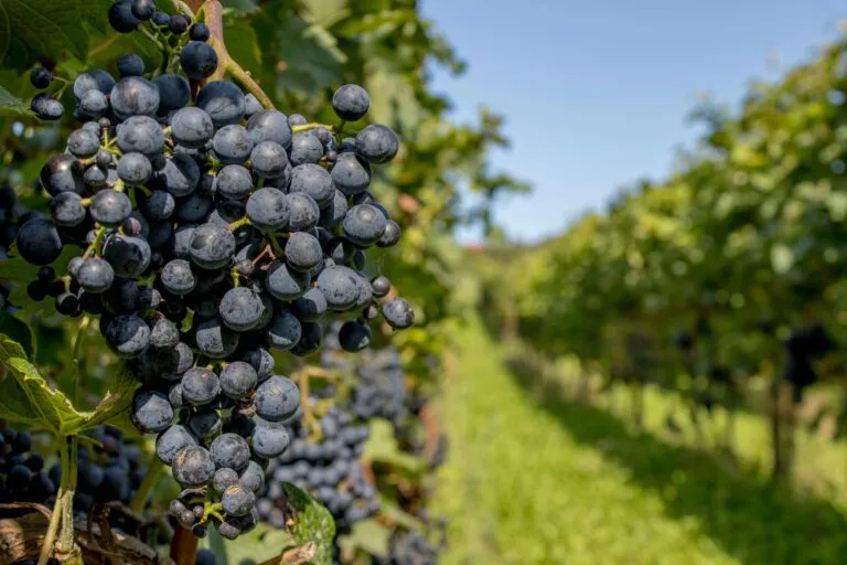 Viñedos en Guanajuato con recorridos, catas y gastronomía para disfrutar una escapada durante las vacaciones de verano.