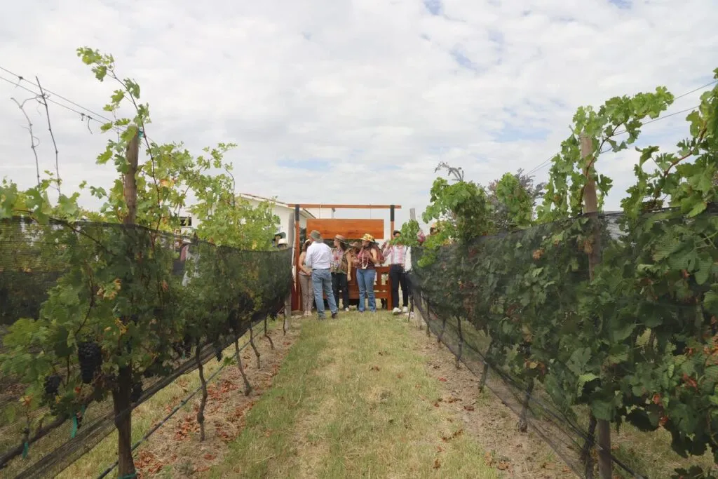 Guanajuato entra en la mejor parte de sus vendimias: todavía quedan semanas de vino, gastronomía y viñedos