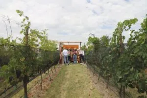 Guanajuato entra en la mejor parte de sus vendimias: todavía quedan semanas de vino, gastronomía y viñedos