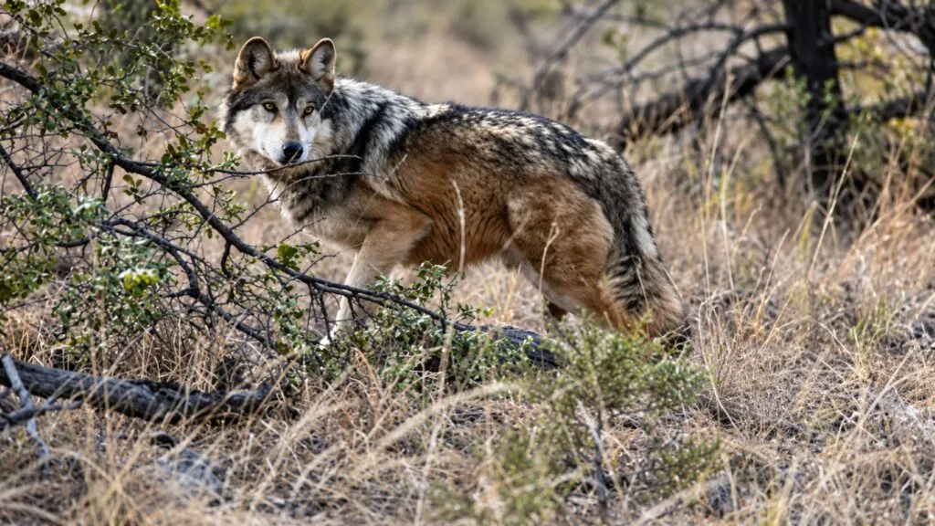 Lobo mexicano enfrenta revisión de su protección mientras México mantiene programas para recuperar la especie