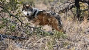 Lobo mexicano enfrenta revisión de su protección mientras México mantiene programas para recuperar la especie