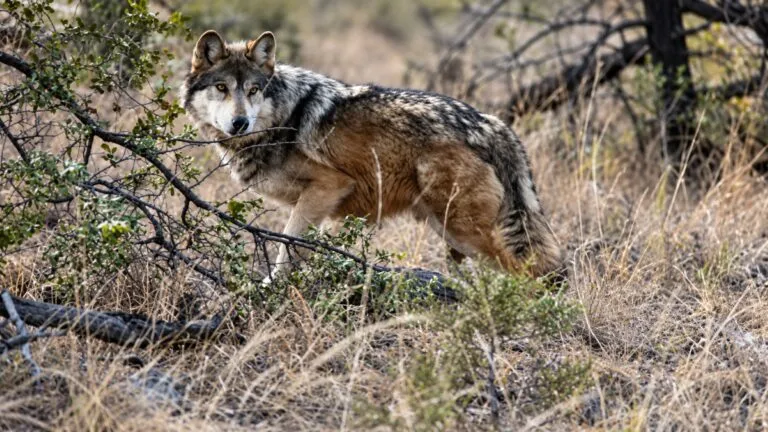 Lobo mexicano enfrenta revisión de su protección mientras México mantiene programas para recuperar la especie