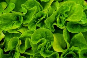 Lechuga de Guanajuato vinculada con una investigación de la FDA por un brote de Cyclospora en Estados Unidos.