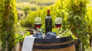 Experiencia gastronómica y degustación de vino entre viñedos de Guanajuato.