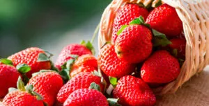 Cultivo de fresas en Irapuato, Guanajuato, ciudad conocida como la Capital Mundial de las Fresas.
