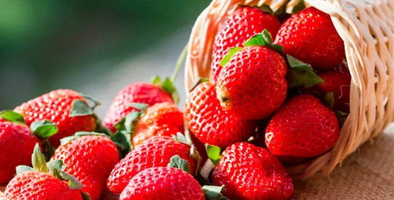 Cultivo de fresas en Irapuato, Guanajuato, ciudad conocida como la Capital Mundial de las Fresas.