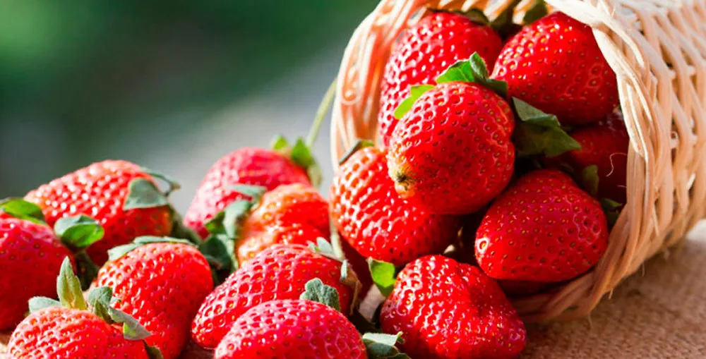 Cultivo de fresas en Irapuato, Guanajuato, ciudad conocida como la Capital Mundial de las Fresas.